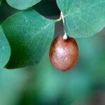 Symphoricarpos albus Fuelha