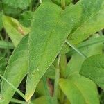 Lysimachia vulgaris Leaf