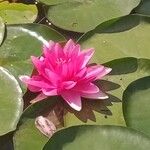 Nymphaea candidaFlower