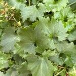 Campanula garganica Hoja
