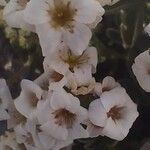 Saxifraga caesia Fula