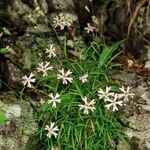 Silene campanula Plante entière