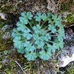 Saxifraga corsica Blatt