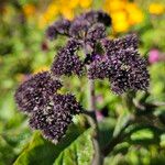 Heliotropium arborescens Flor