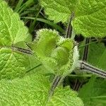 Stachys sylvatica Blad