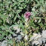 Castilleja parviflora Hábito