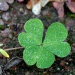 Oxalis corniculata Levél