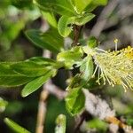 Salix myrsinifolia Kwiat