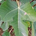 Ficus carica পাতা