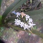 Cyrtorchis ringens Flower