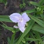 Tradescantia reverchonii Flower