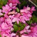 Rhododendron arborescens Blodyn