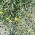Diplotaxis tenuifoliaBlomst