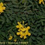 Hippocrepis valentina Muu