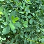 Baptisia australis Blad