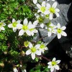 Saxifraga praetermissa Flower