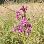 Allium carinatumÕis