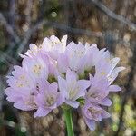 Allium roseum花