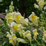 Antirrhinum latifoliumফুল