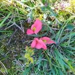 Kennedia prostrata Flower