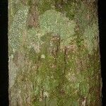 Micropholis acutangula 樹皮