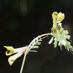 Vicia melanops Flower