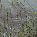 Equisetum fluviatile ফল