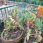 Epidendrum radicans ফুল