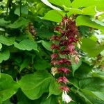 Leycesteria formosaÕis