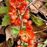 Chaenomeles speciosa Fiore