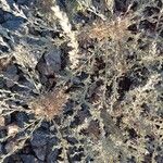 Artemisia frigida Blatt