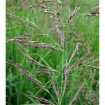 Calamagrostis pseudophragmites Habit