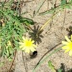 Launaea procumbens Bloem