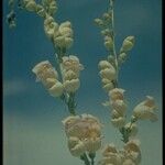 Penstemon palmeri Flor