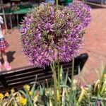 Allium giganteum Flor