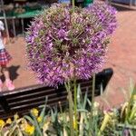 Allium giganteum 花