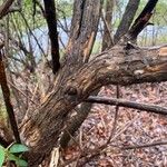 Lonicera morrowii Кора