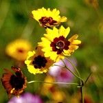 Coreopsis tinctoria Drugo