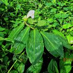 Costus afer Συνήθη χαρακτηριστικά