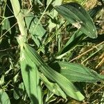 Lathyrus heterophyllus Leaf