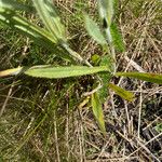 Omalotheca norvegica Leaf