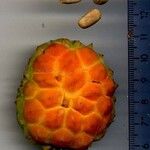Castilla elastica Fruchs