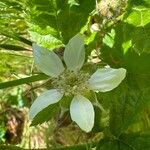 Rubus ursinus Fleur