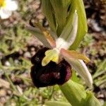 Ophrys passionis 花