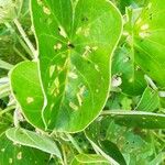 Ipomoea spathulata Leaf