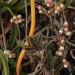 Radiola linoides Vivejo