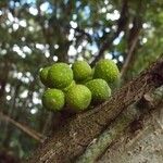 Ficus lateriflora Fruct