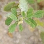 Medicago radiata Foglia