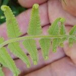 Phegopteris decursive-pinnata Leaf