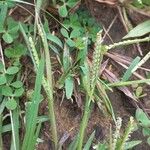 Urochloa trichopus Lorea